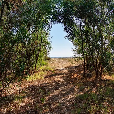 Girasole - Calice Pula